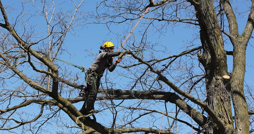 Tree pruning work