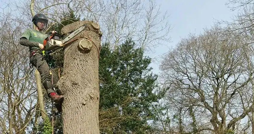 Capel tree surgeon dismantling a trunk